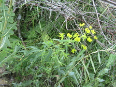 Euphorbia saratoi