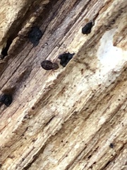 Dicyrtomina