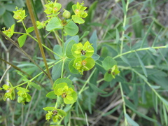 Euphorbia saratoi