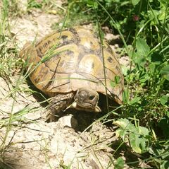 Testudo hermanni boettgeri
