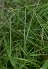 Cyperus aromaticus
