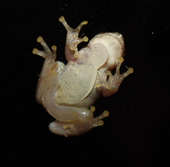 Litoria balatus