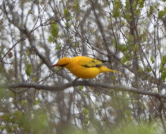 Oriolus auratus