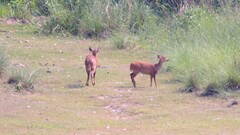 Axis porcinus