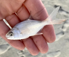 Trachinotus carolinus