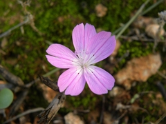 Dianthus strictus