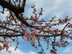Prunus × lannesiana