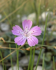Dianthus strictus