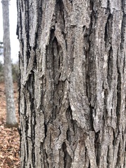 Carya ovalis