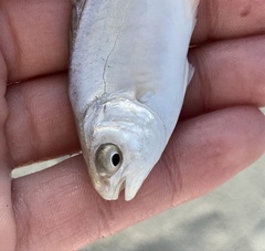 Trachinotus carolinus
