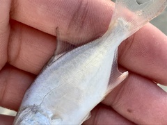 Trachinotus carolinus