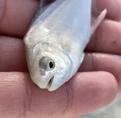 Trachinotus carolinus