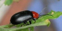 Cacoscelis nigripennis