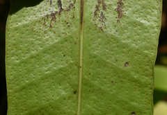 Microsorum punctatum