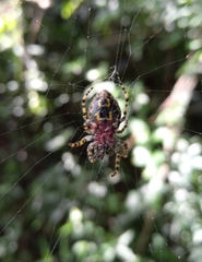 Alpaida alticeps