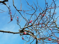Prunus mume