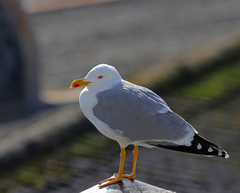 Larus michahellis
