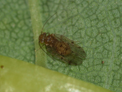 Ectopsocus