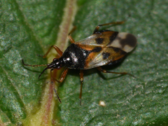 Anthocoris nemorum
