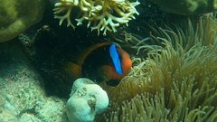 Amphiprion melanopus