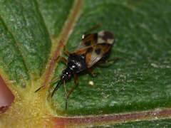 Anthocoris nemorum