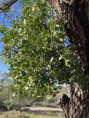 Phoradendron leucarpum