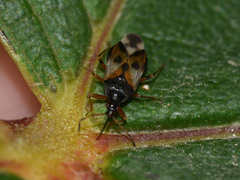 Anthocoris nemorum