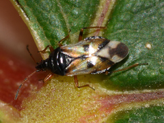Anthocoris nemorum