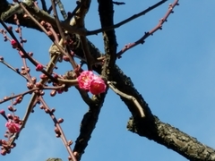 Prunus mume