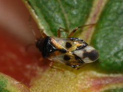 Anthocoris nemorum
