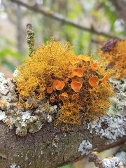 Polycauliona candelaria