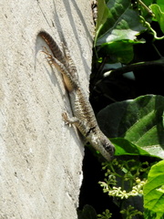 Tropidurus torquatus