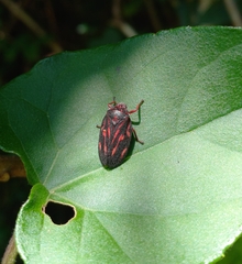 Mahanarva rubropicta