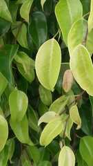 Ficus benjamina