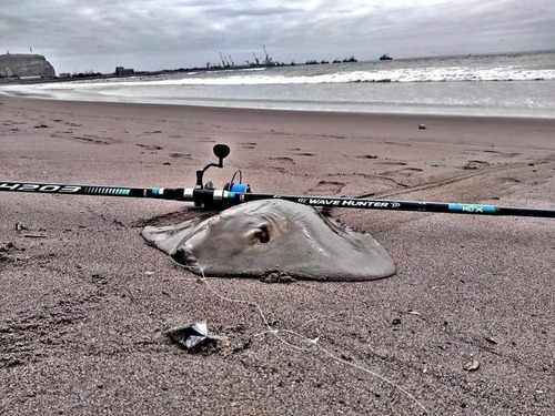 Diamond stingray (Hypanus dipterurus) — Dasyatidae — 2