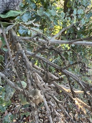 Cystotheca lanestris