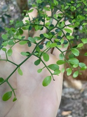 Everistia vacciniifolia