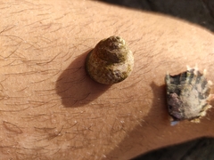 Tectarius striatus