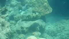 Epinephelus fuscoguttatus