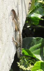 Tropidurus torquatus