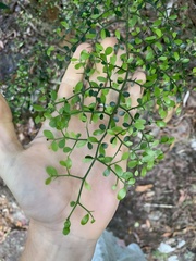 Everistia vacciniifolia