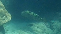 Epinephelus fuscoguttatus