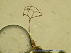Clastoderma microcarpum