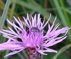 Stomorhina