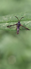 Sesiinae