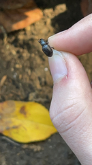 Otiorhynchus cribricollis