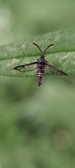 Sesiinae
