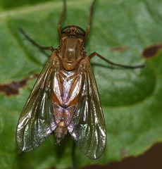 Rhagio tringarius