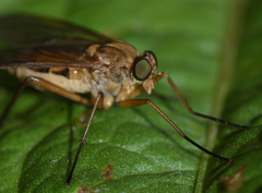 Rhagio tringarius