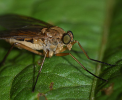 Rhagio tringarius